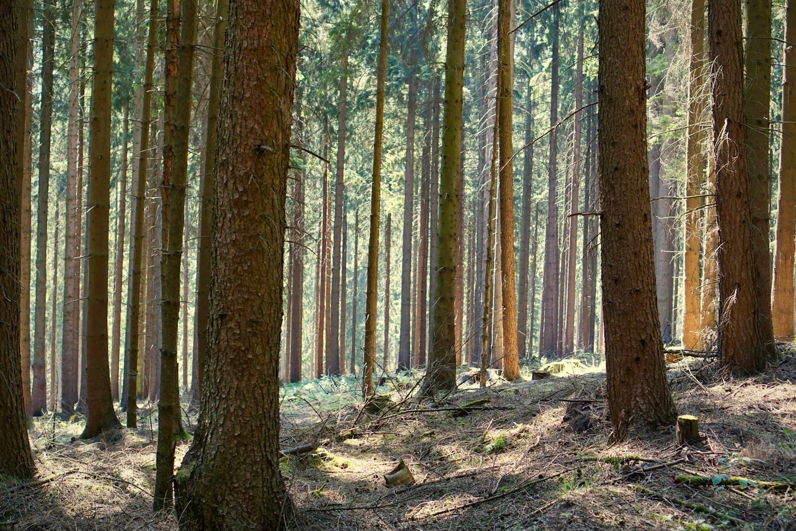 Schmallenberg — landscape photography of trees