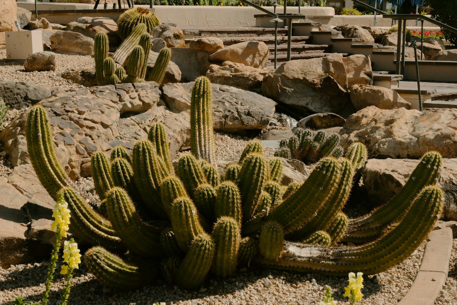 Scottsdale — Many cacti grow among rocks in a desert garden.