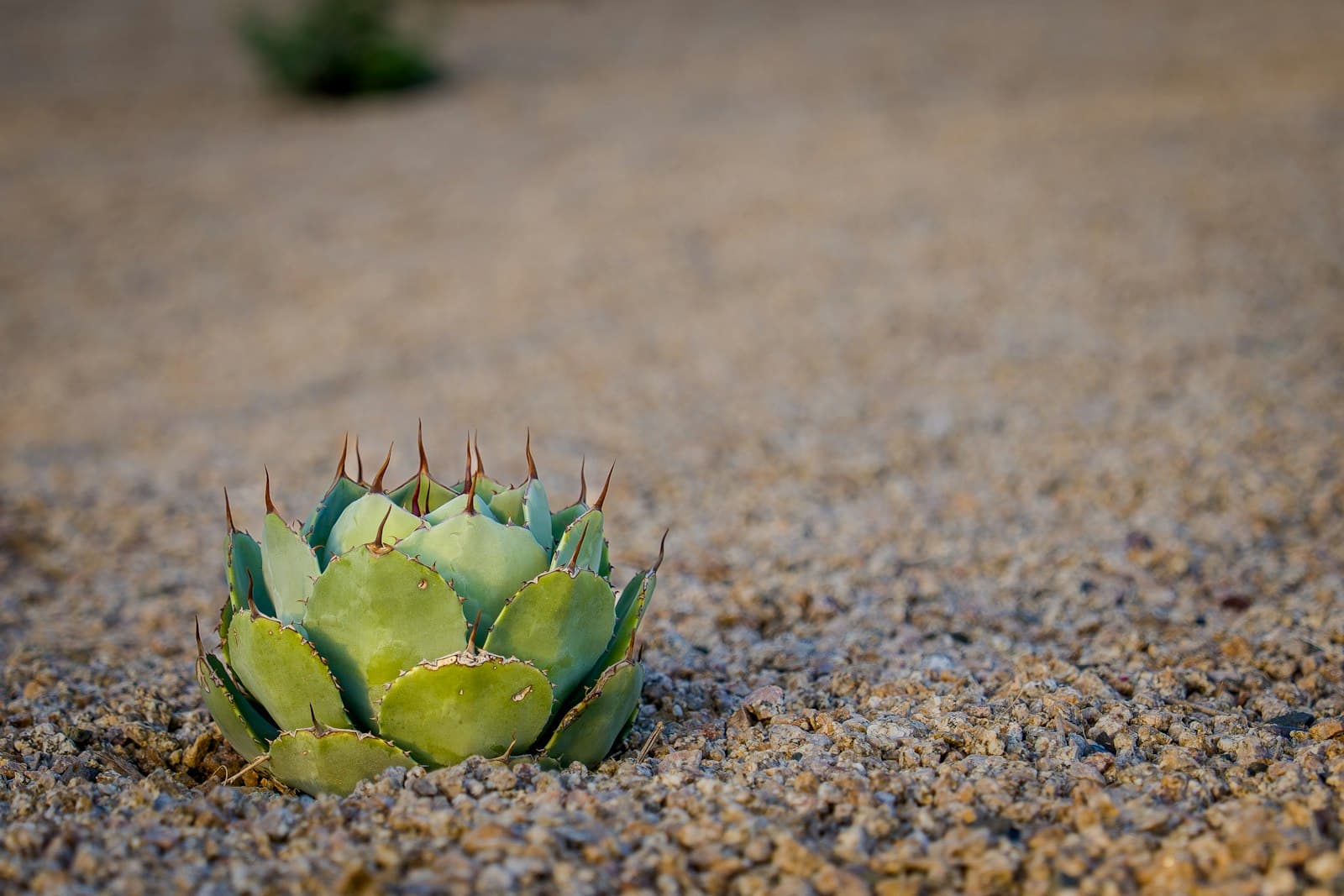 Scottsdale — A small agave plant grows in gravel.