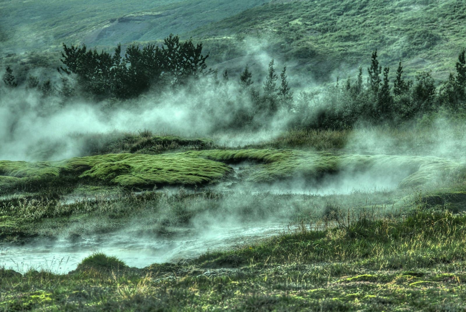 Selfoss — trees covered by fogs