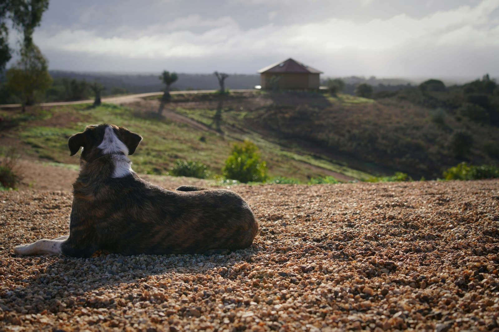 Serpa — a dog is sitting on the ground in the sun