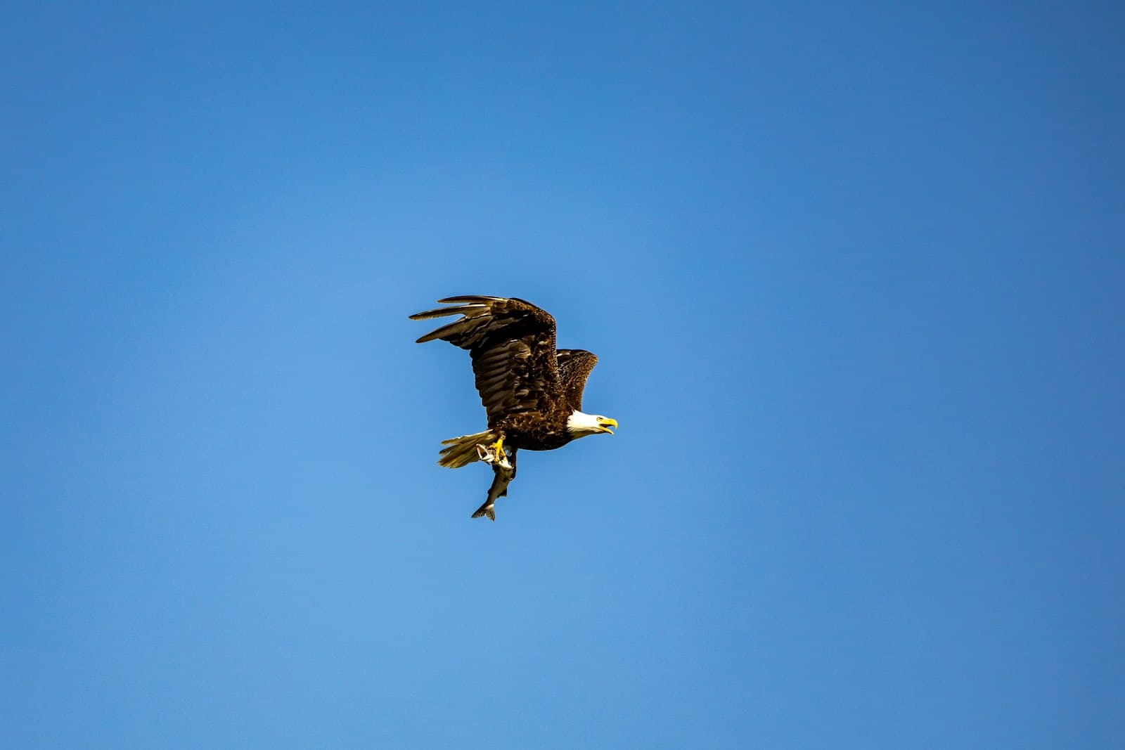 Seward — an eagle flying through a blue sky with a fish in it's talon