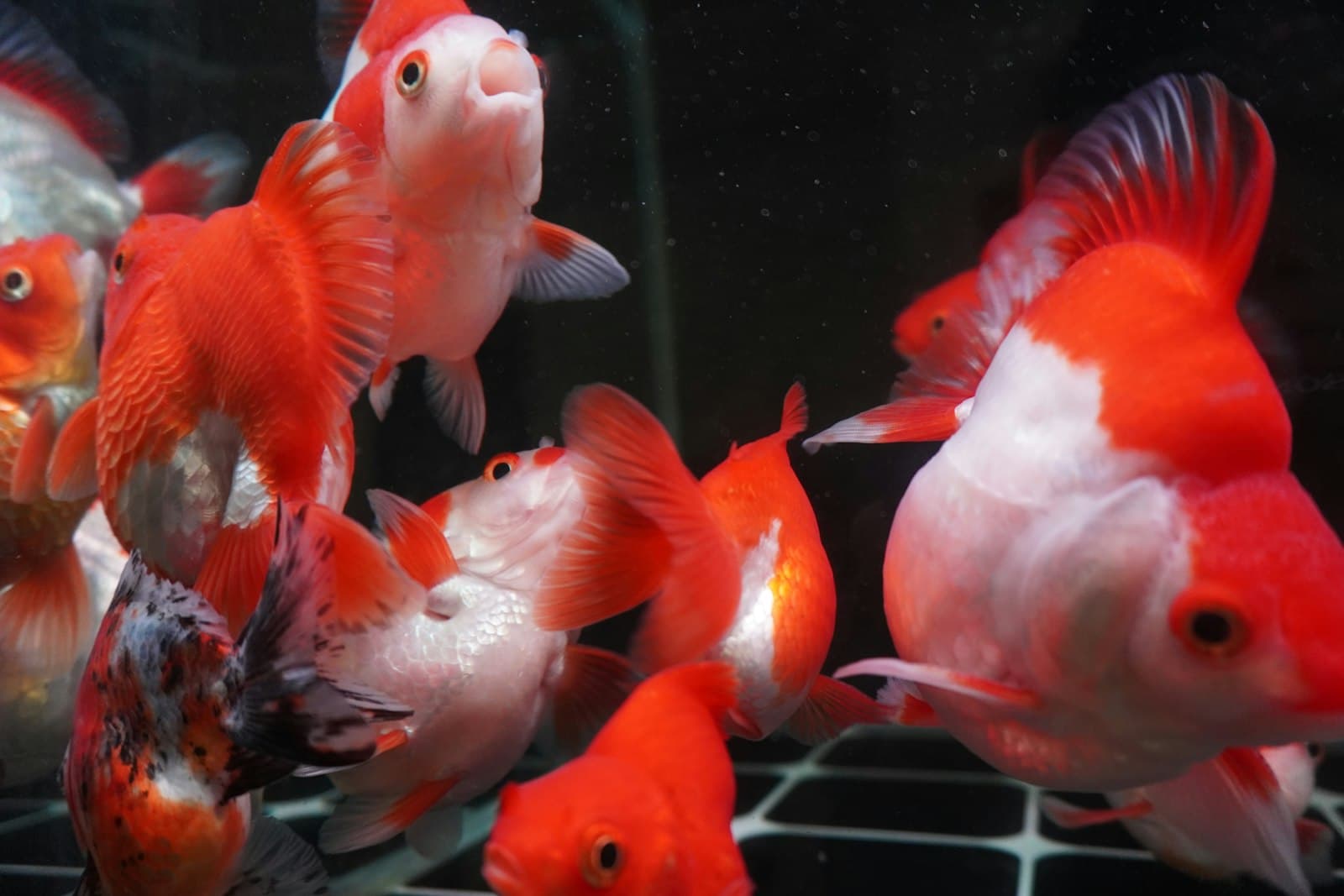 Sibu — a group of red and white fish in a tank