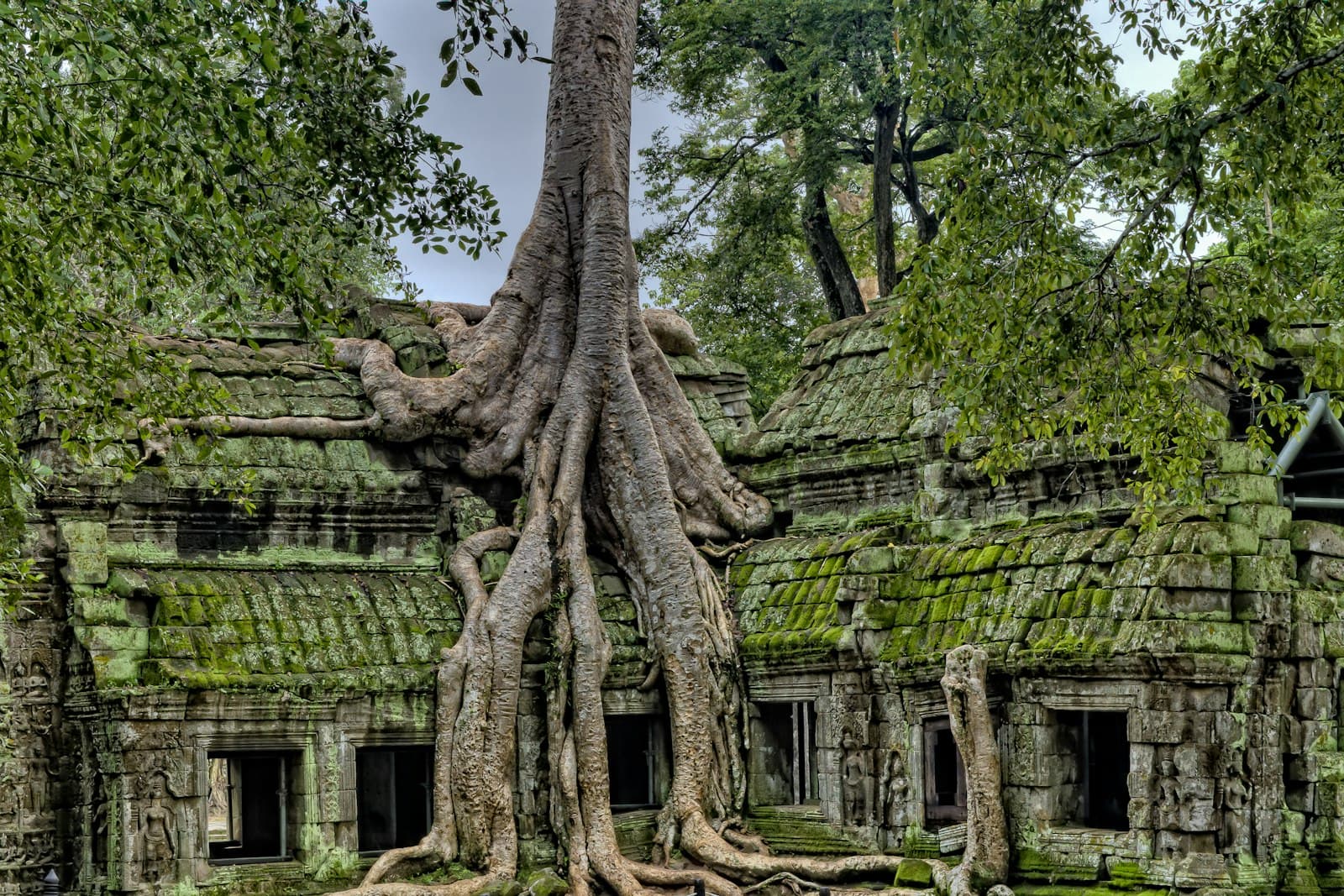 Siem Reap — gray wood on green ruins