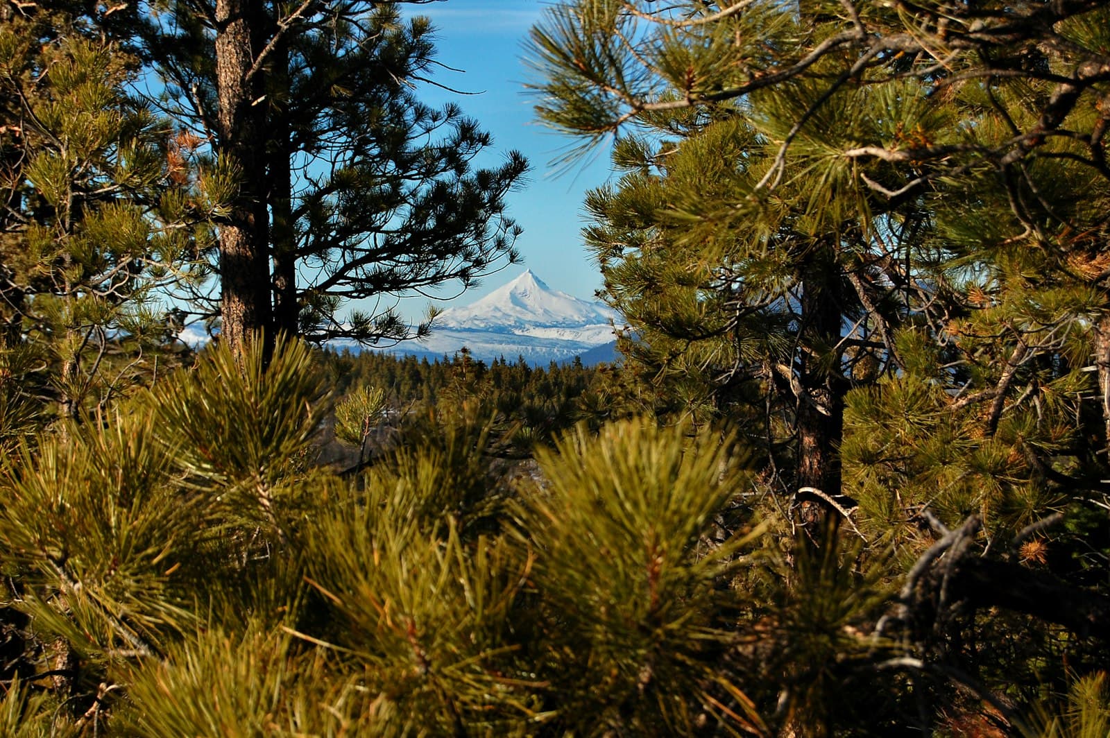 Sisters — a view of a mountain through the trees