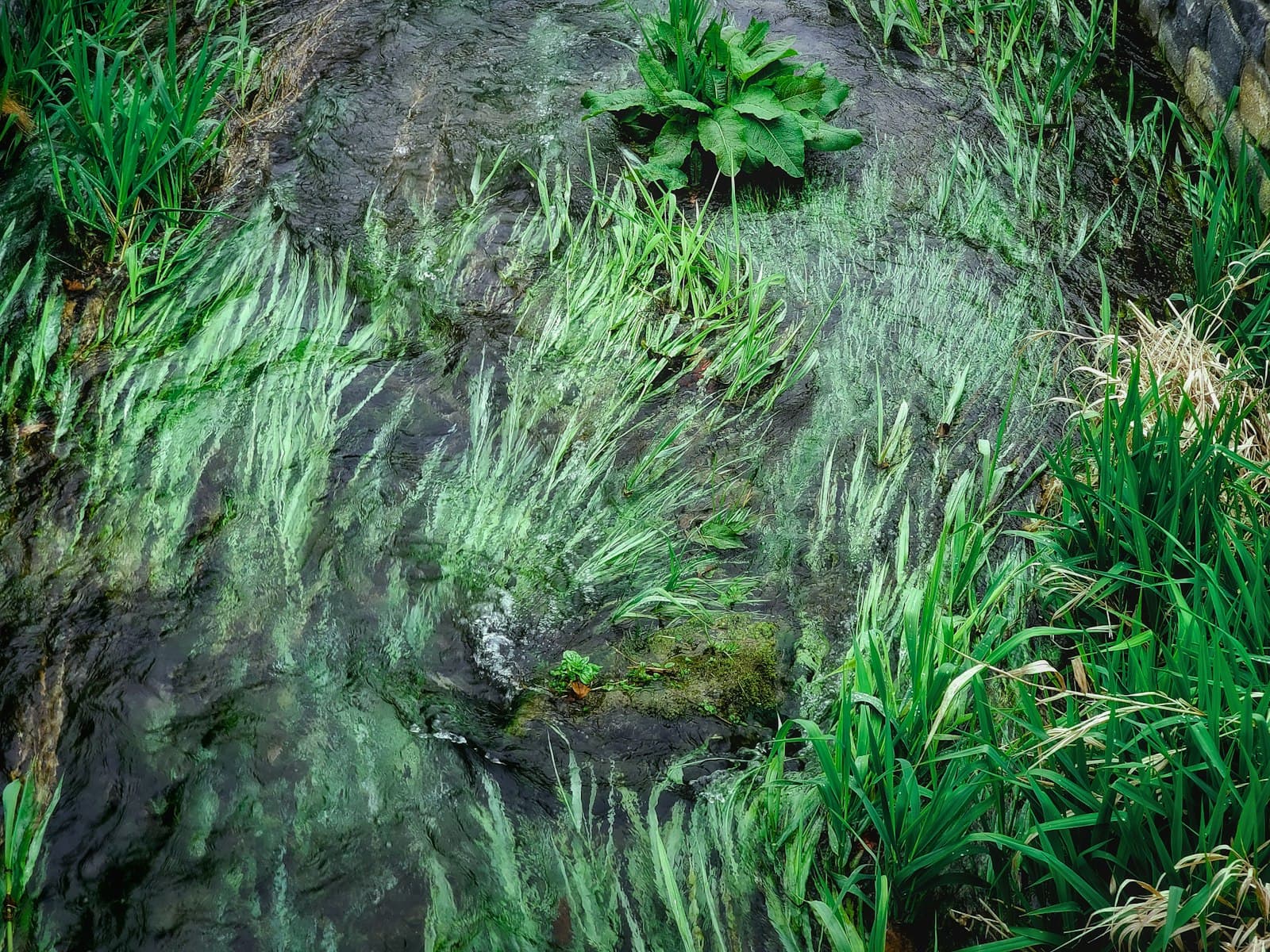 Soest — a small stream running through a lush green forest
