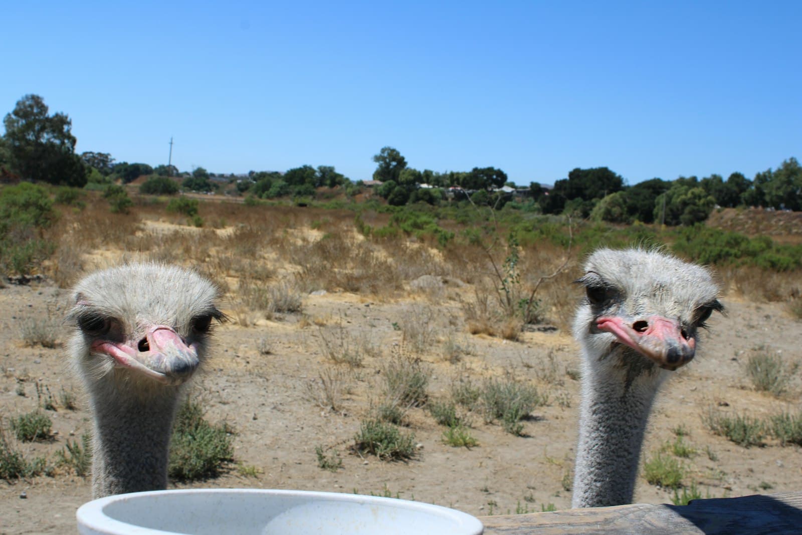 Solvang — Two ostriches standing next to each other in a field