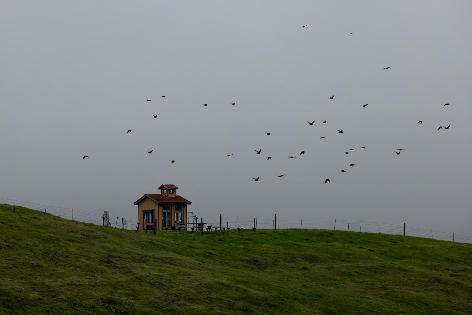Sonoma — A group of birds flying over a house on a hill