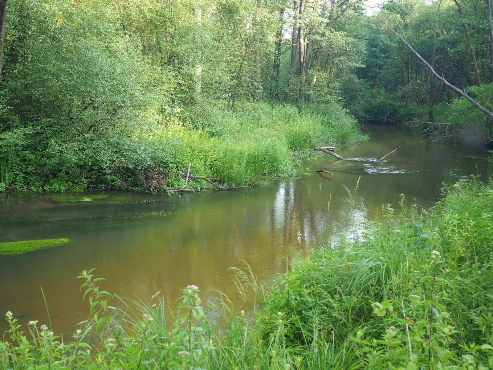 Sosnowiec — A river running through a lush green forest