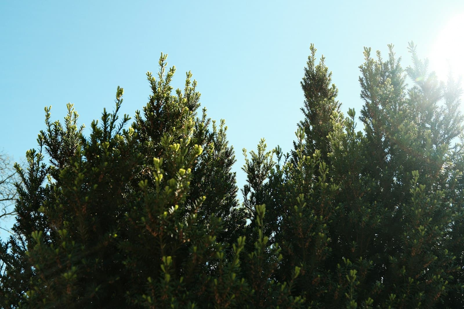 Sosnowiec — Green treetops against a clear blue sky with sunlight