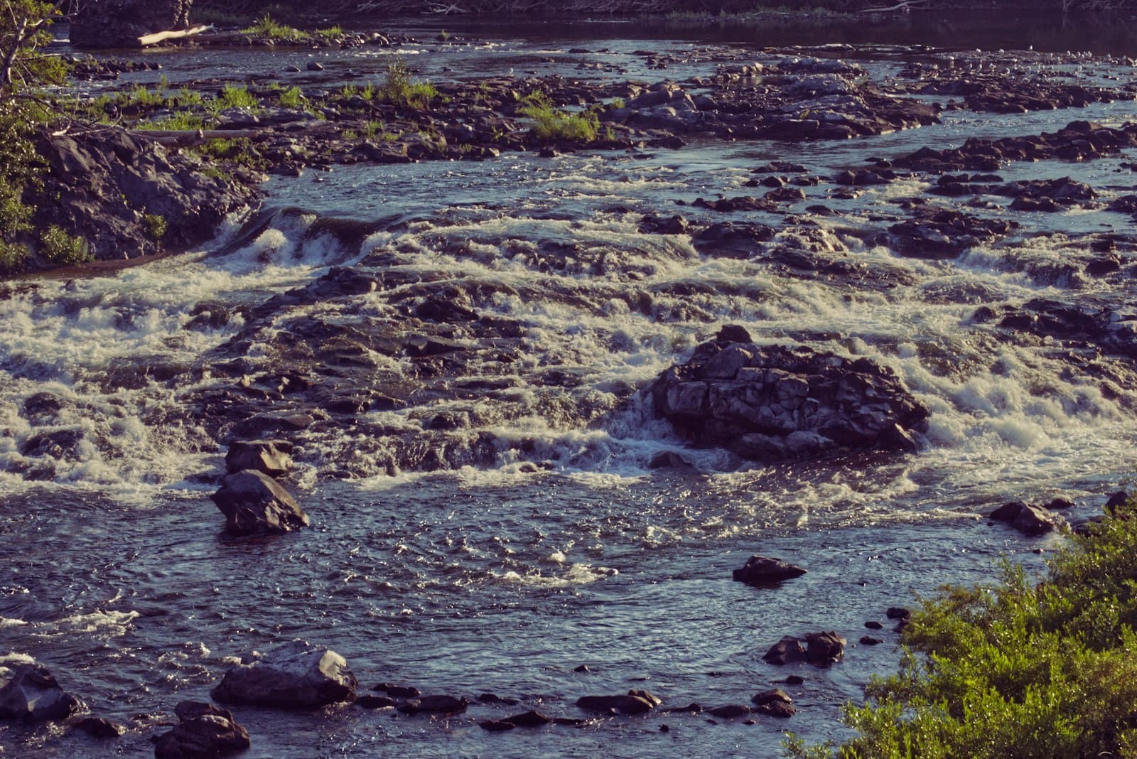 Spokane — a river running through a lush green forest