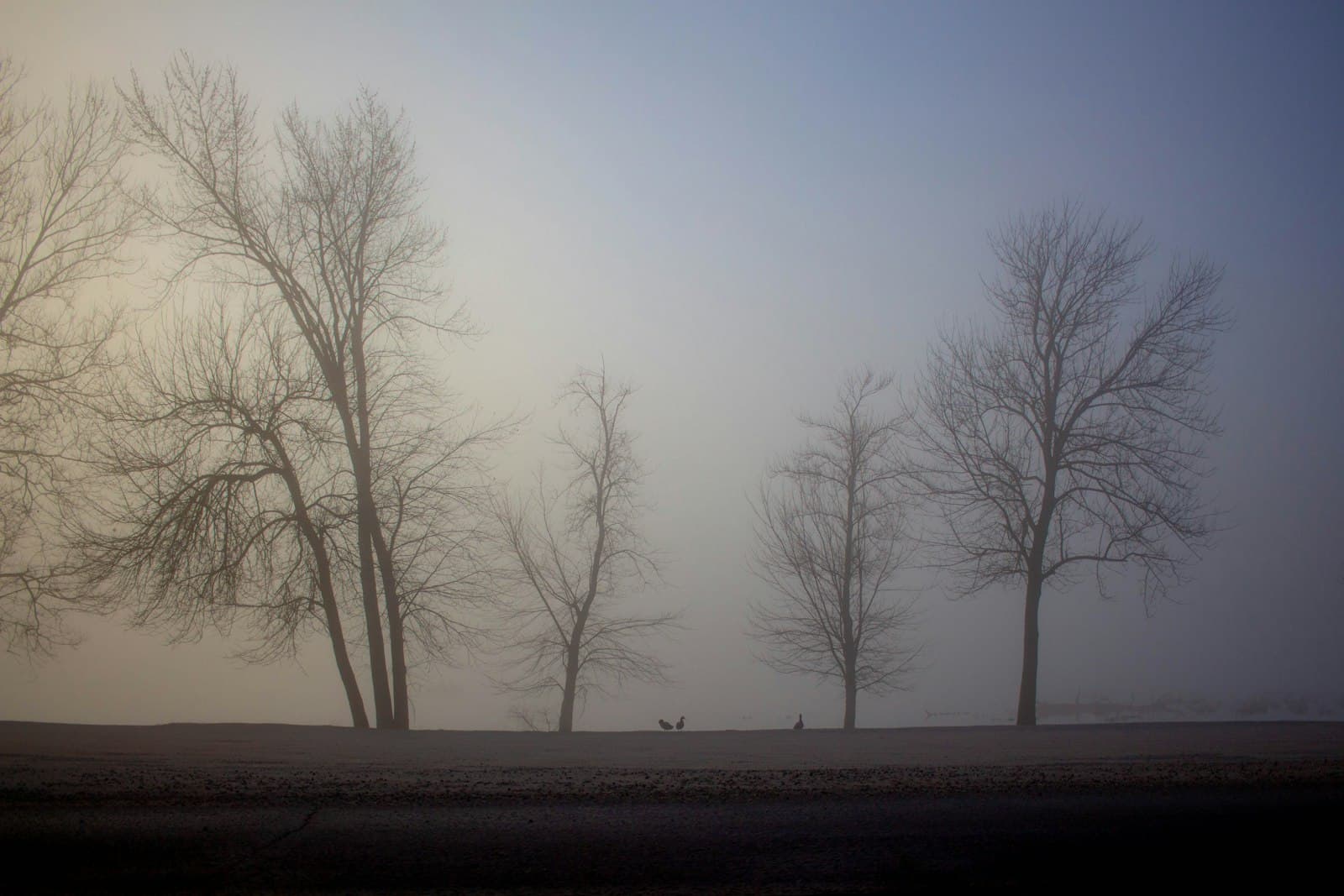 Springfield — a foggy day with trees and a dog