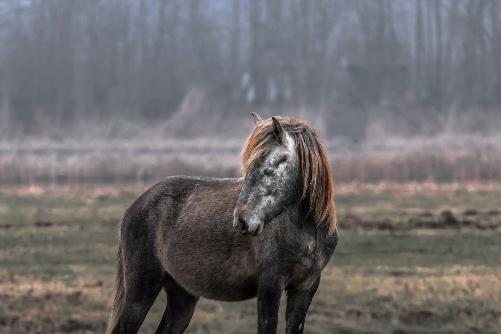 Sremska Mitrovica — shallow focus photo of brown horse
