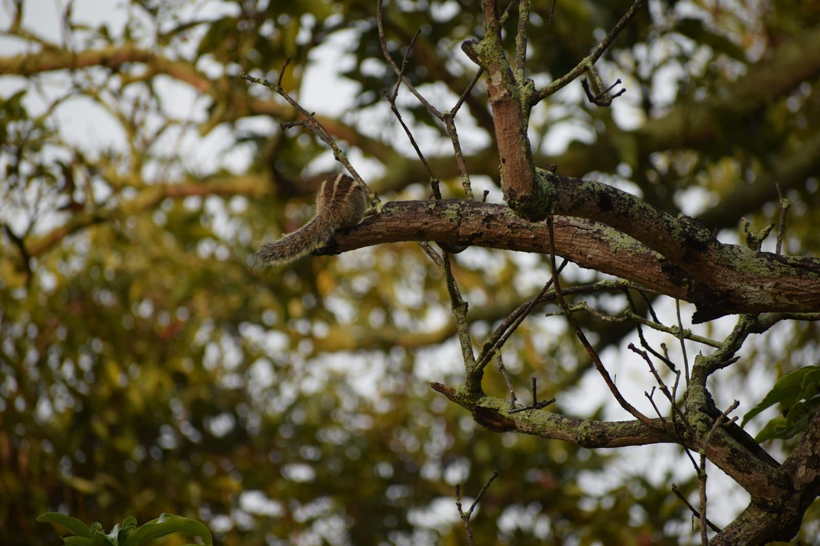 Srirangapatna — a bird sitting on a branch of a tree