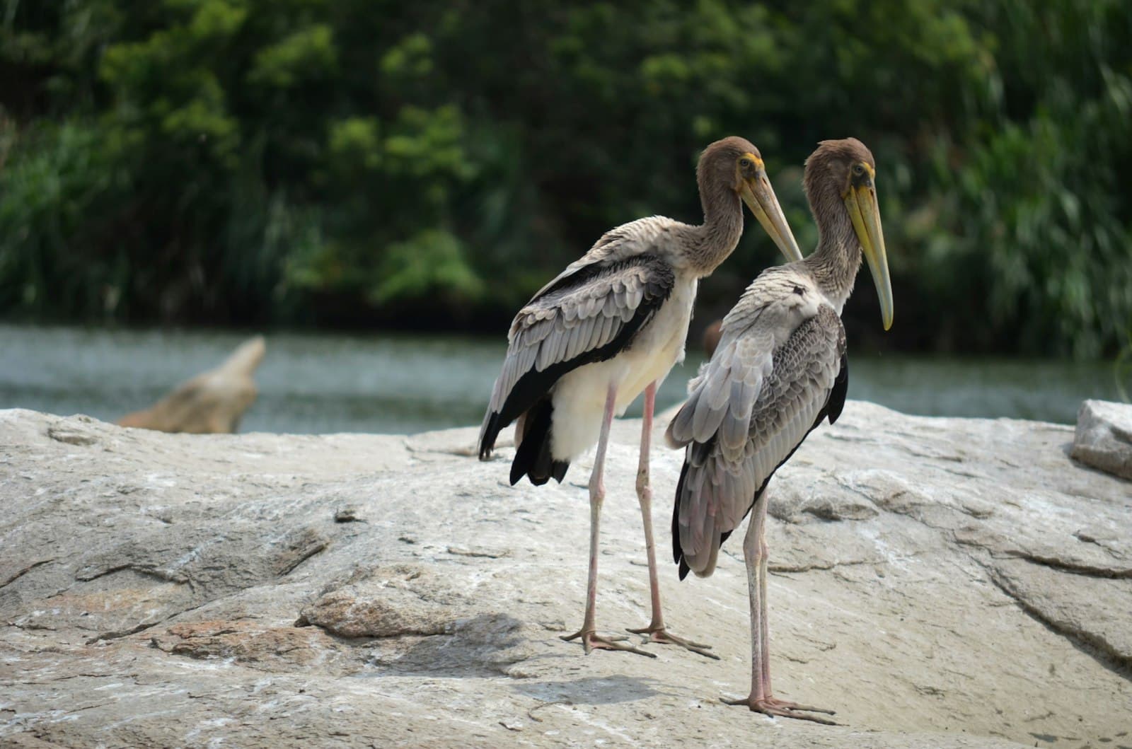 Srirangapatna — birds standing on a rock