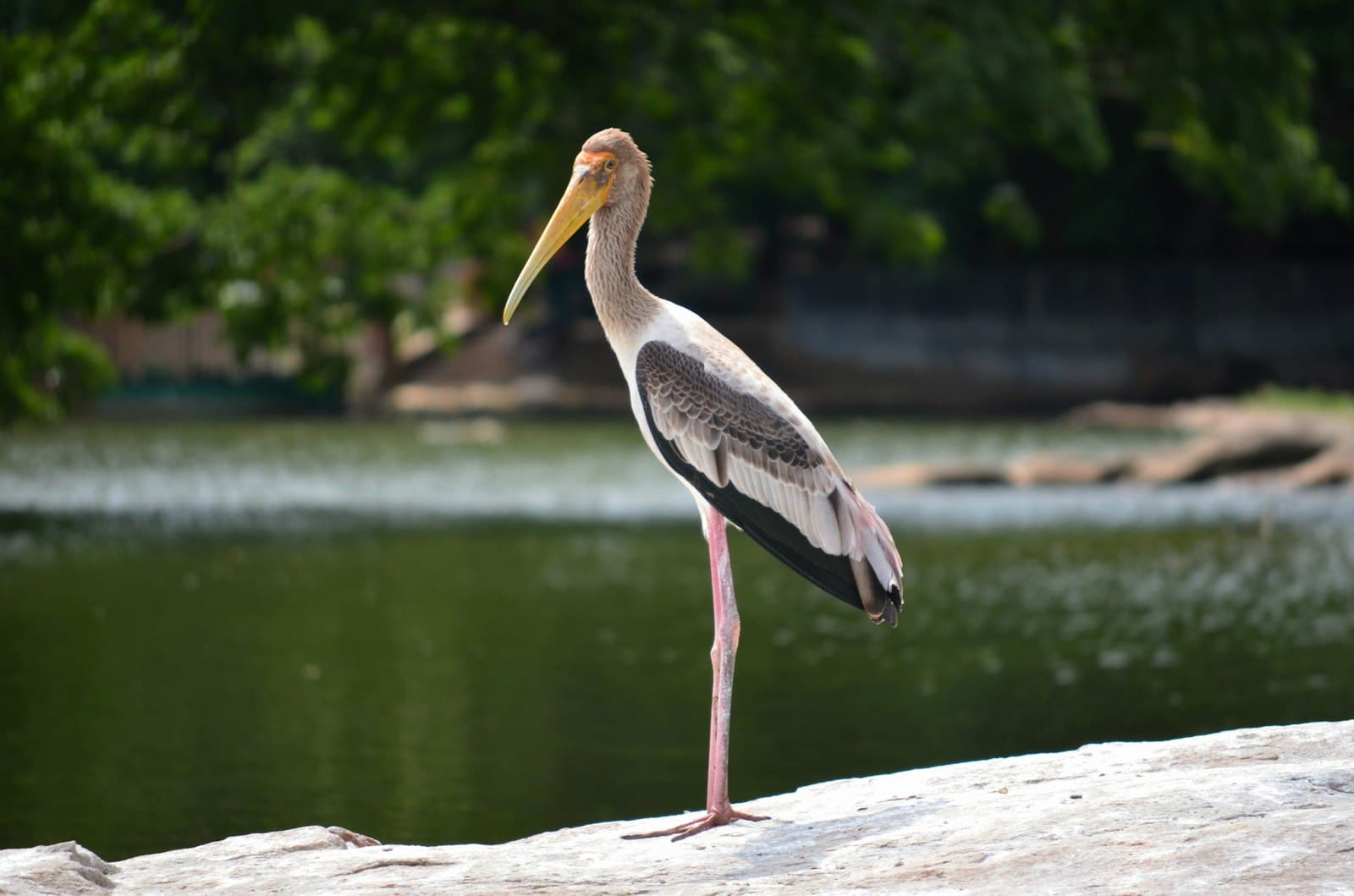 Srirangapatna — a bird standing on a log
