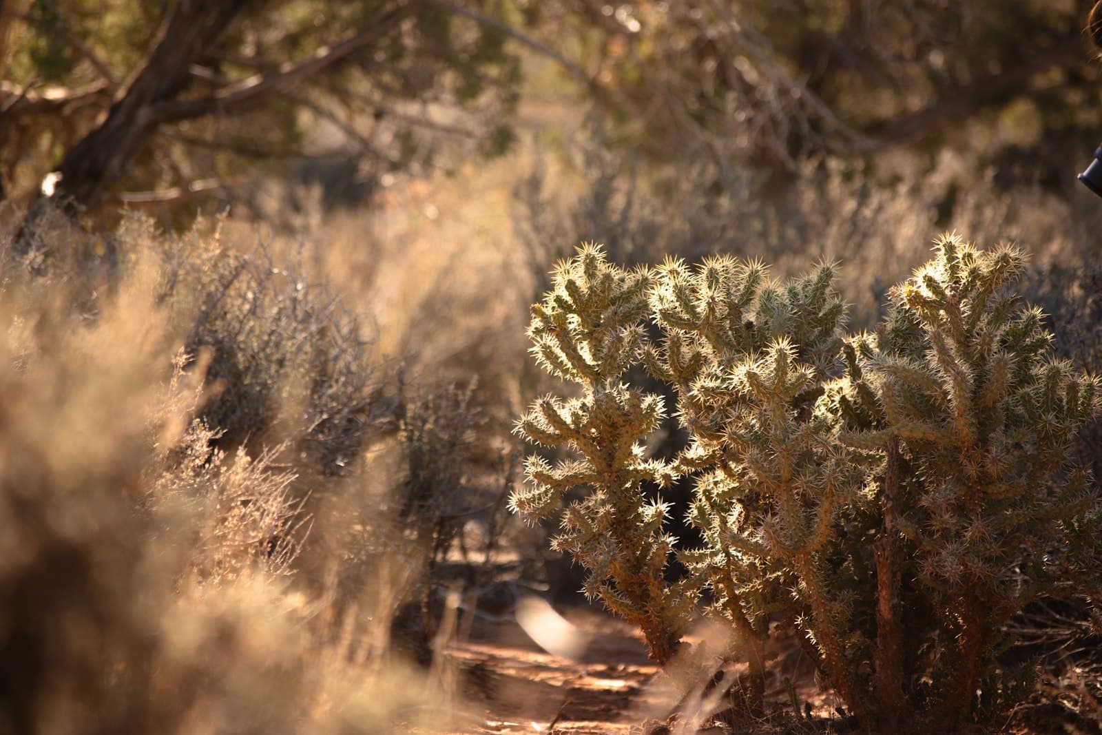 St. George — a small cactus in the middle of a field