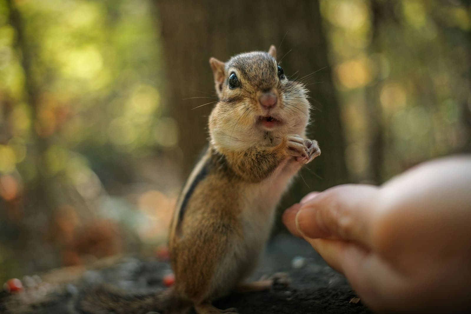 St. Jacobs — A chipmunk receives food from a person.
