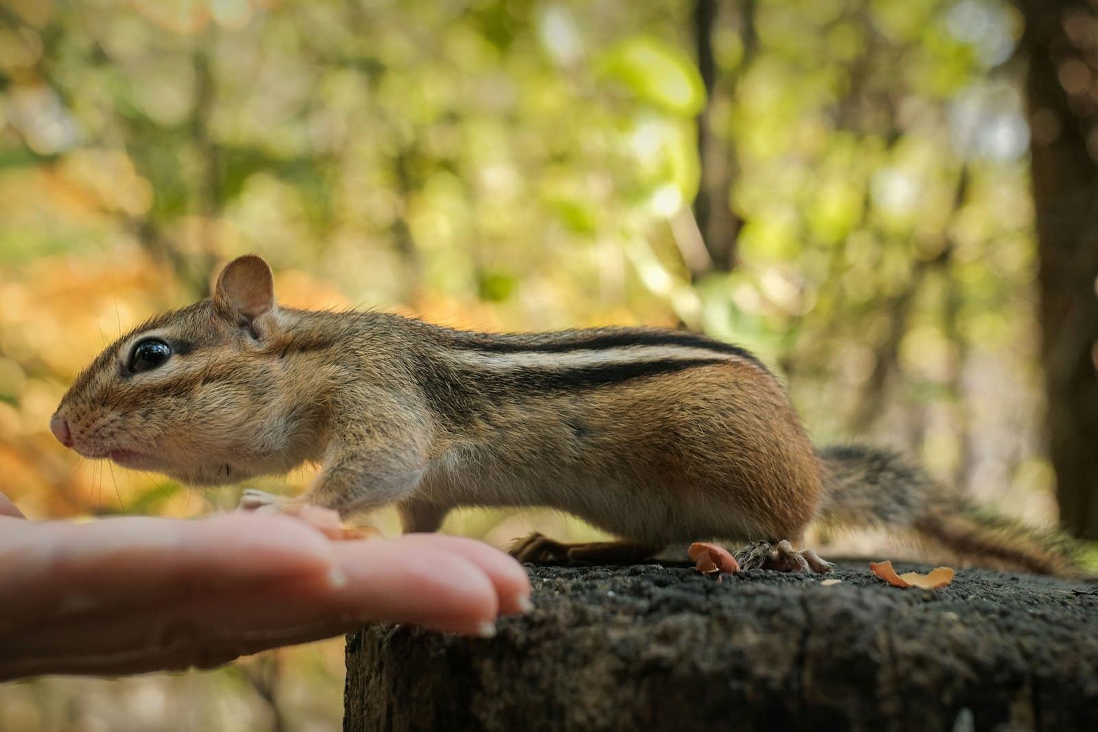 St. Jacobs — A chipmunk sits on a log by a hand.
