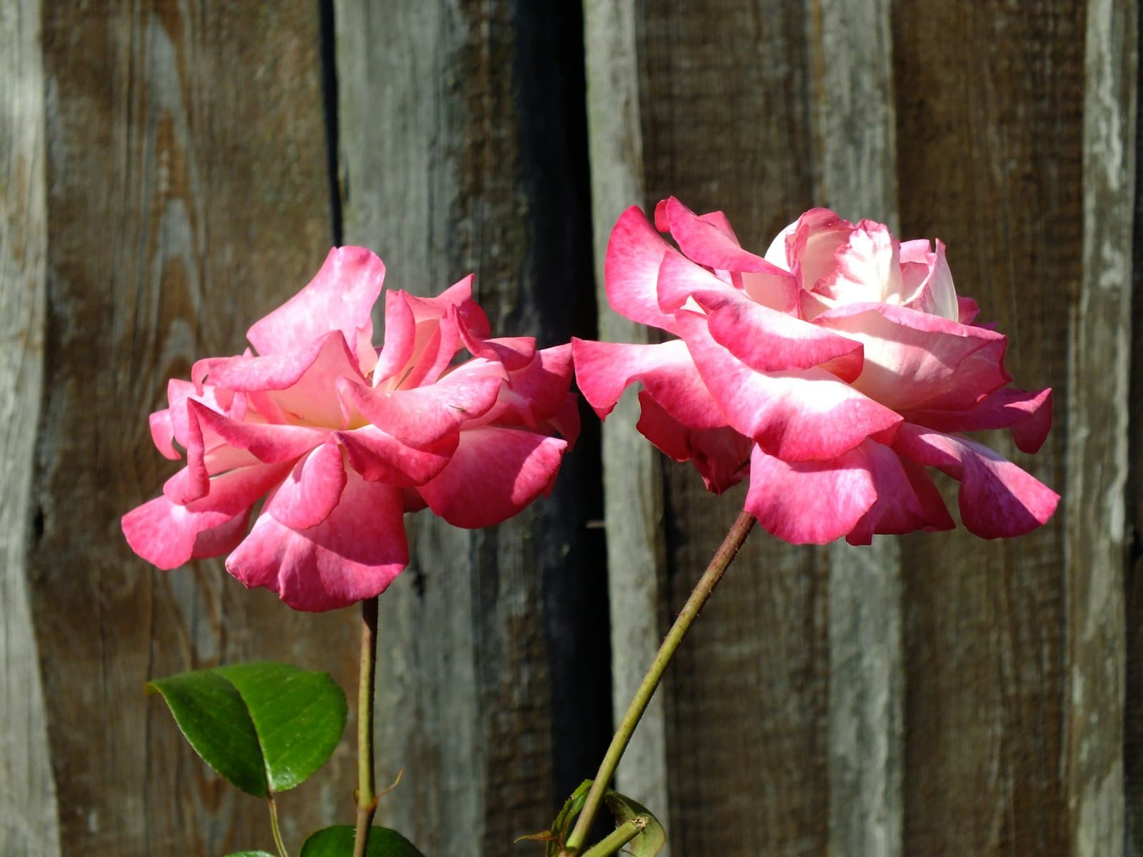 Świnoujście — Two pink roses in a vase on a table