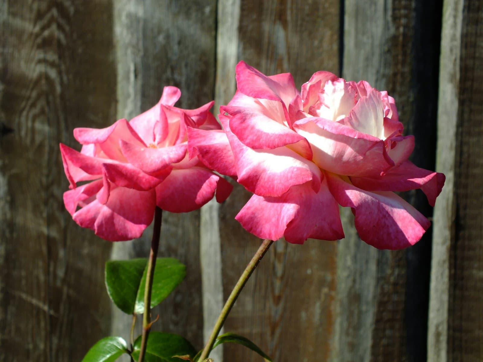 Świnoujście — Two pink roses in a vase on a table