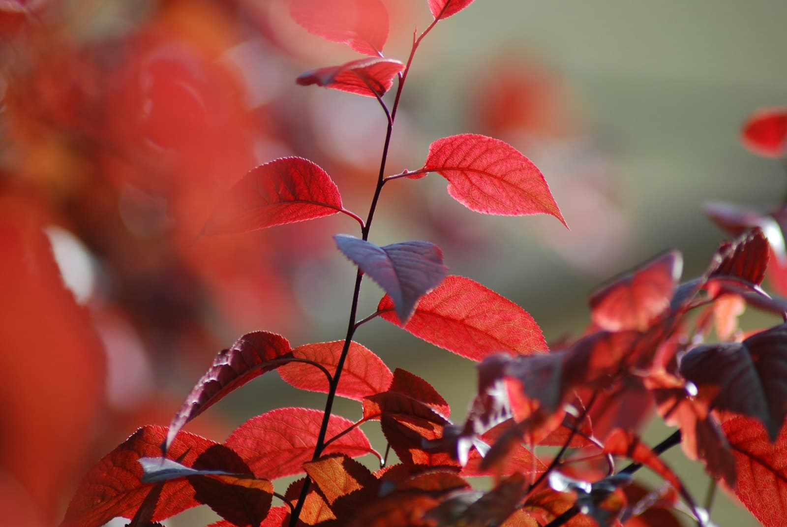 Szeged — red leaves in tilt shift lens