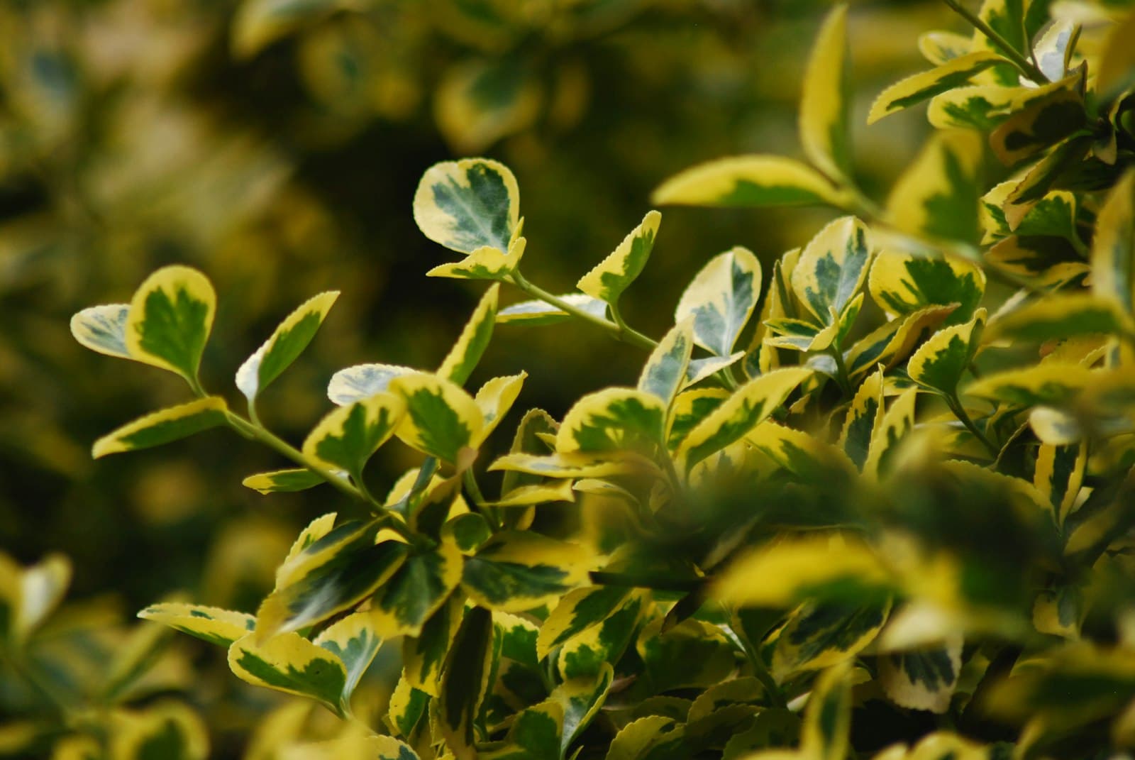 Szeged — green plant with white flowers