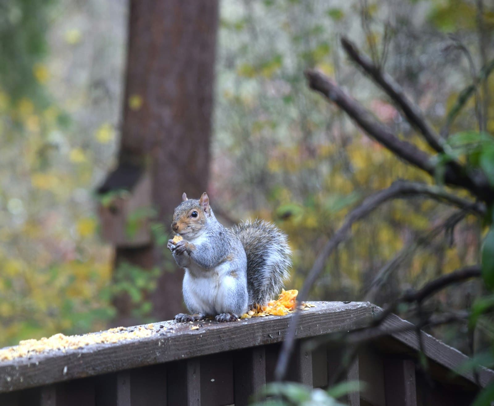 Tacoma — a squirrel sitting on top of a wooden bench