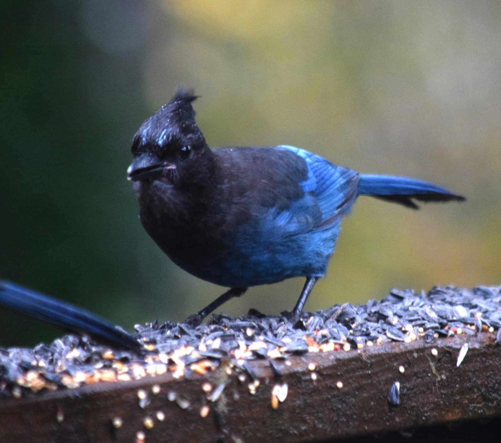 Tacoma — a blue and black bird is standing on a piece of wood