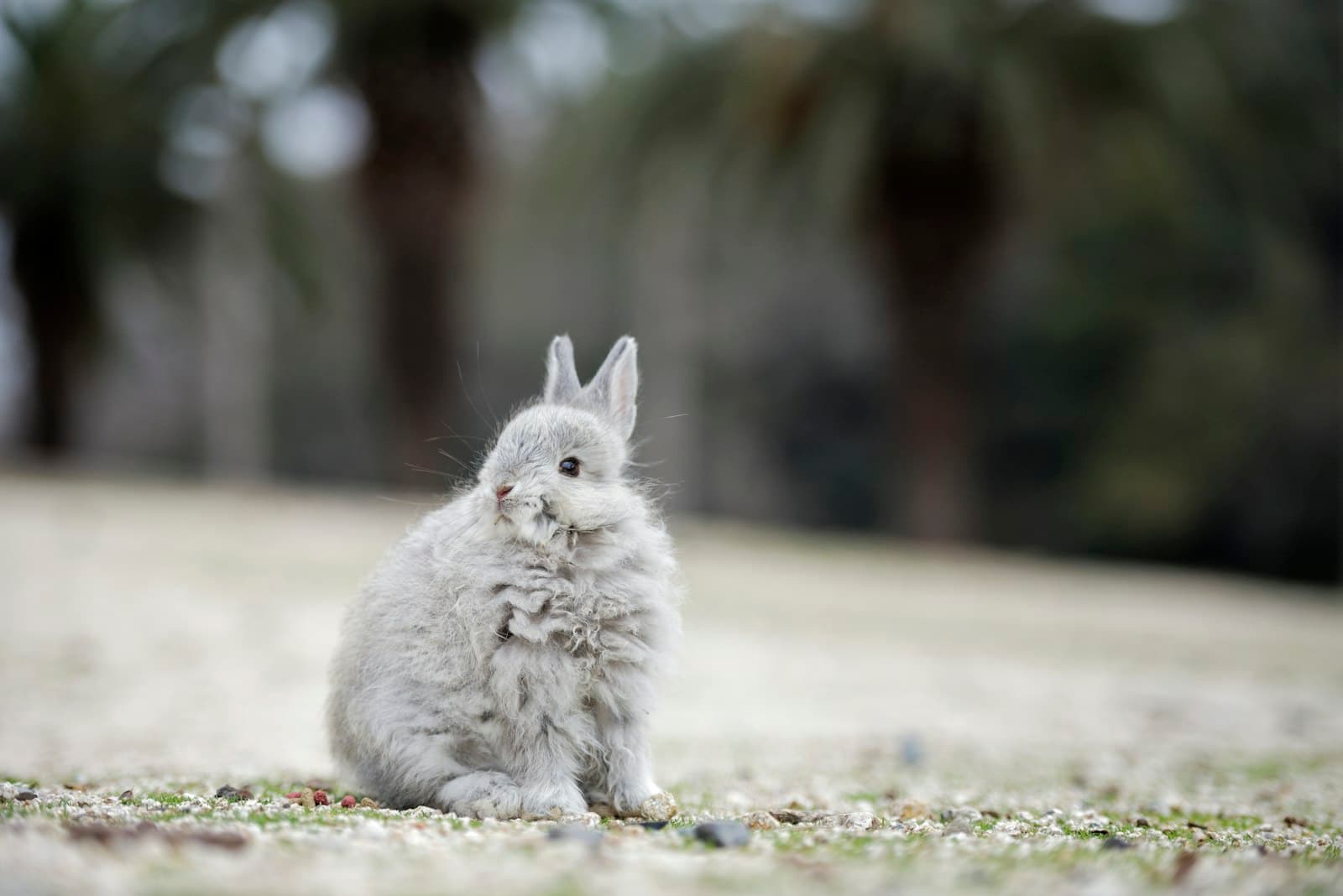 Takehara — A cute fluffy bunny sitting in the grass.