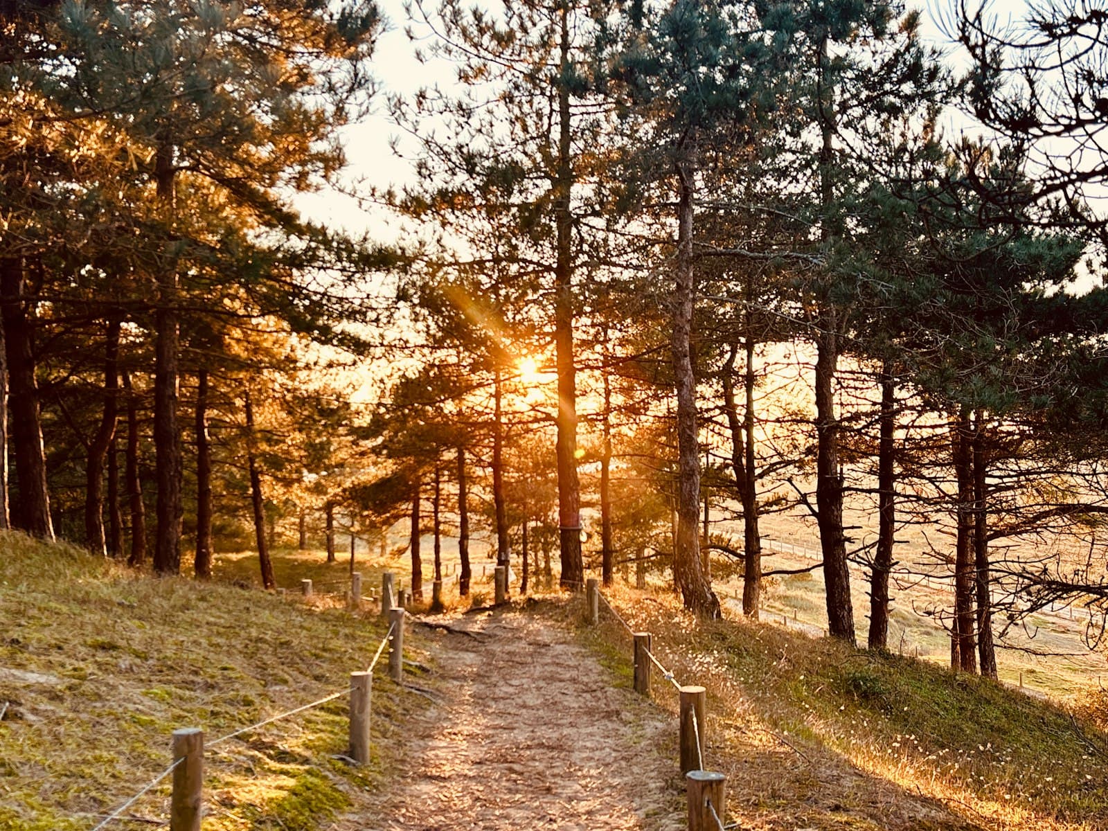 Talmont-Saint-Hilaire — Sunlight streams through trees onto a forest path.