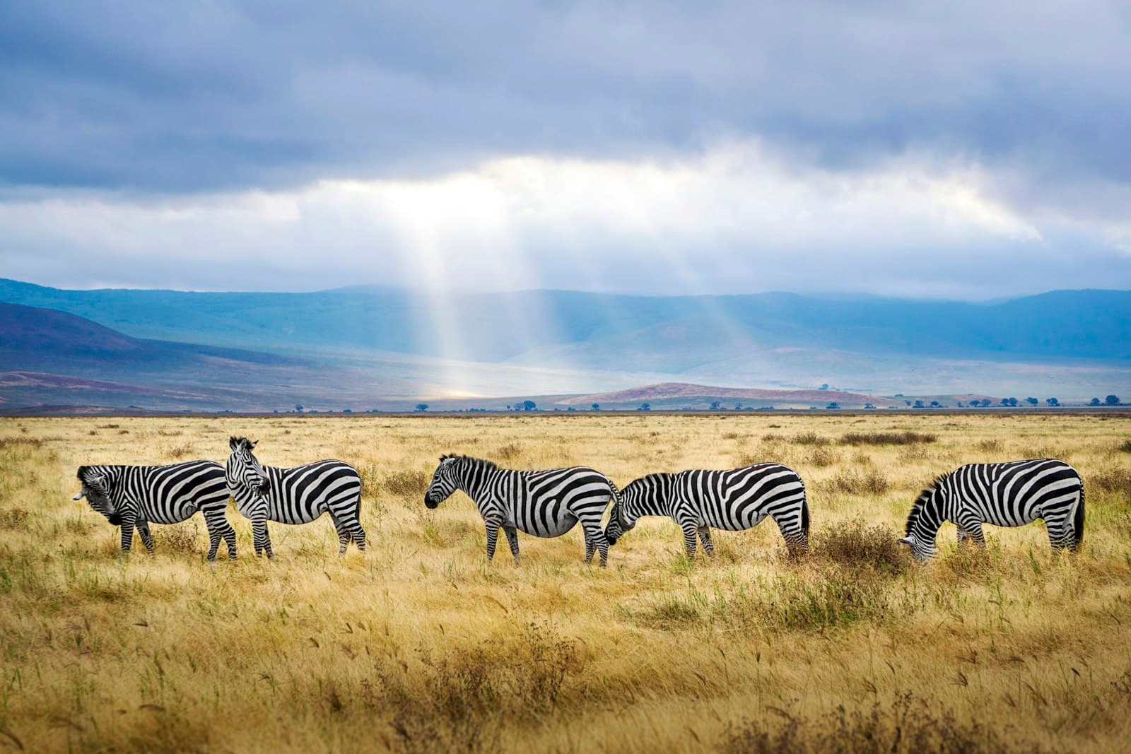 Tanga — five black and white zebras