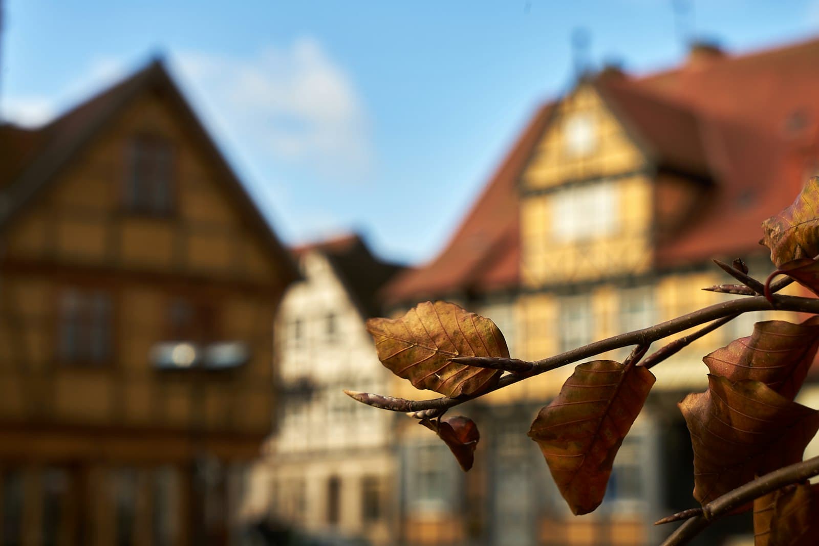 Tangermünde — a branch with leaves in front of a building