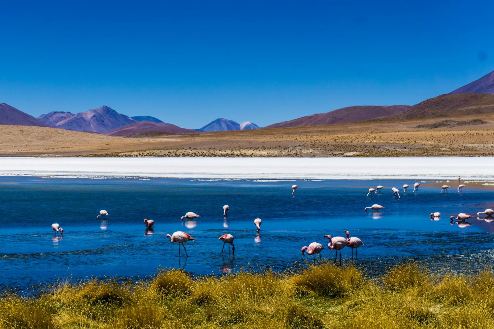 Tarija — flock of birds on body of water during daytime