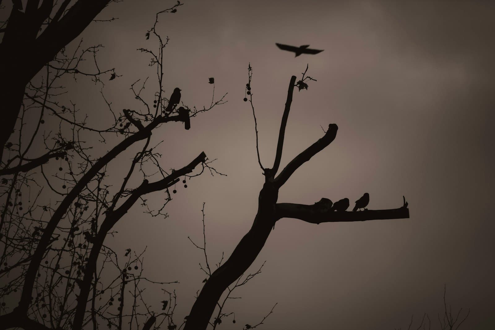 Tata — a flock of birds sitting on top of a tree branch