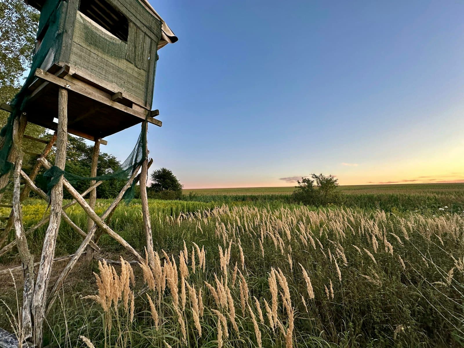 Tata — A bird house in a field of tall grass