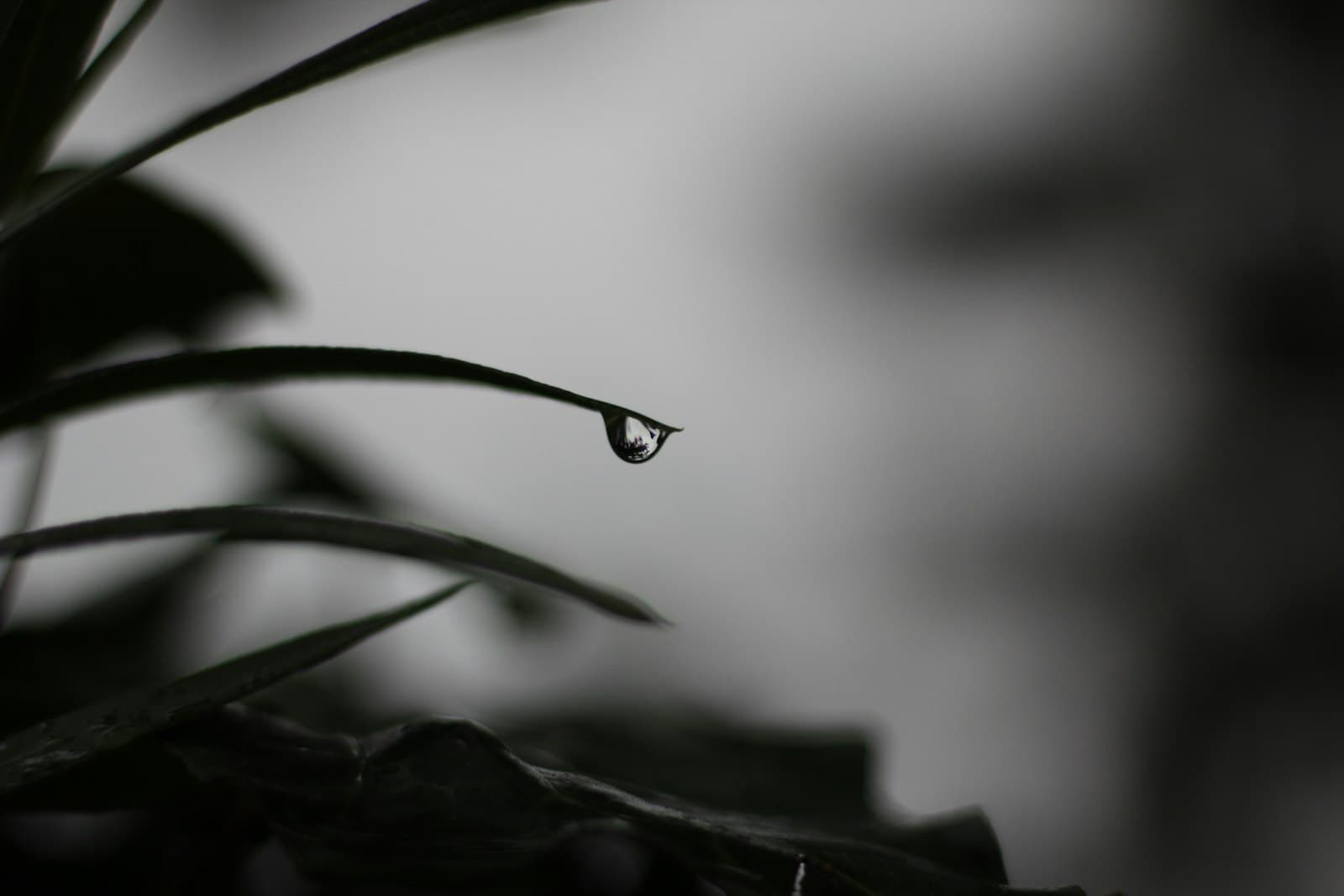 Tekirdağ — water drop on green leaf