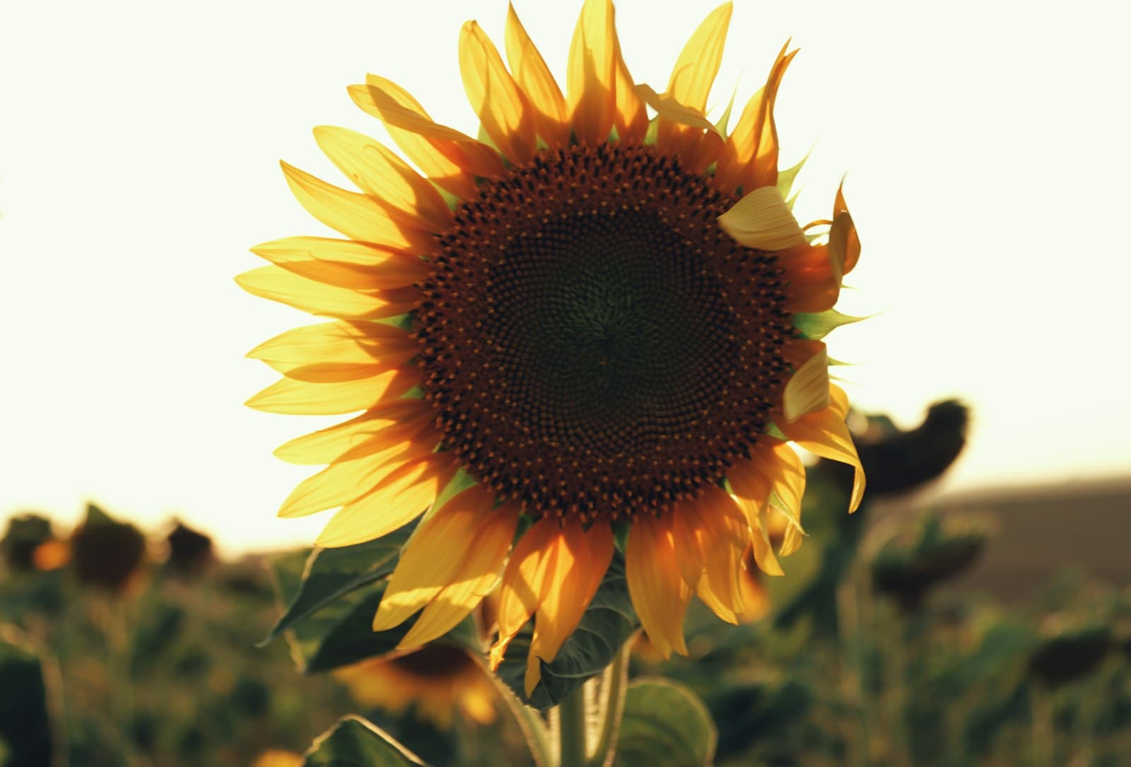 Tekirdağ — sunflower in close up photography