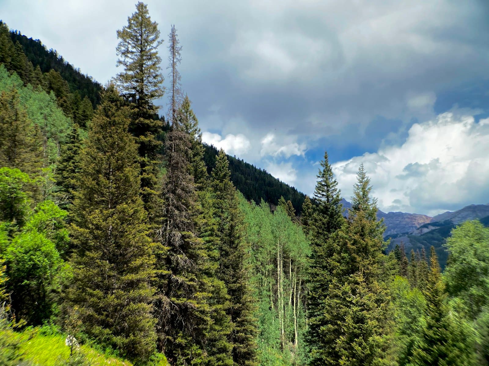 Telluride — green pine trees under white clouds and blue sky during daytime