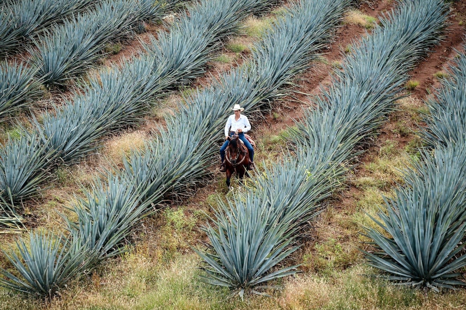 Tequila — man riding horse on green agave plants field