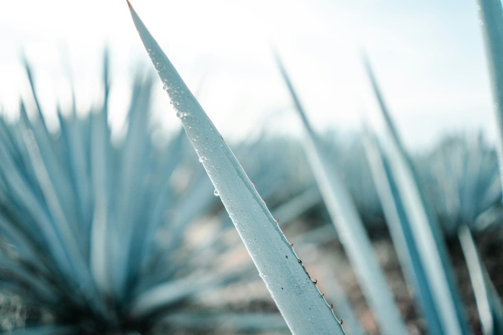 Tequila — green grass in close up photography