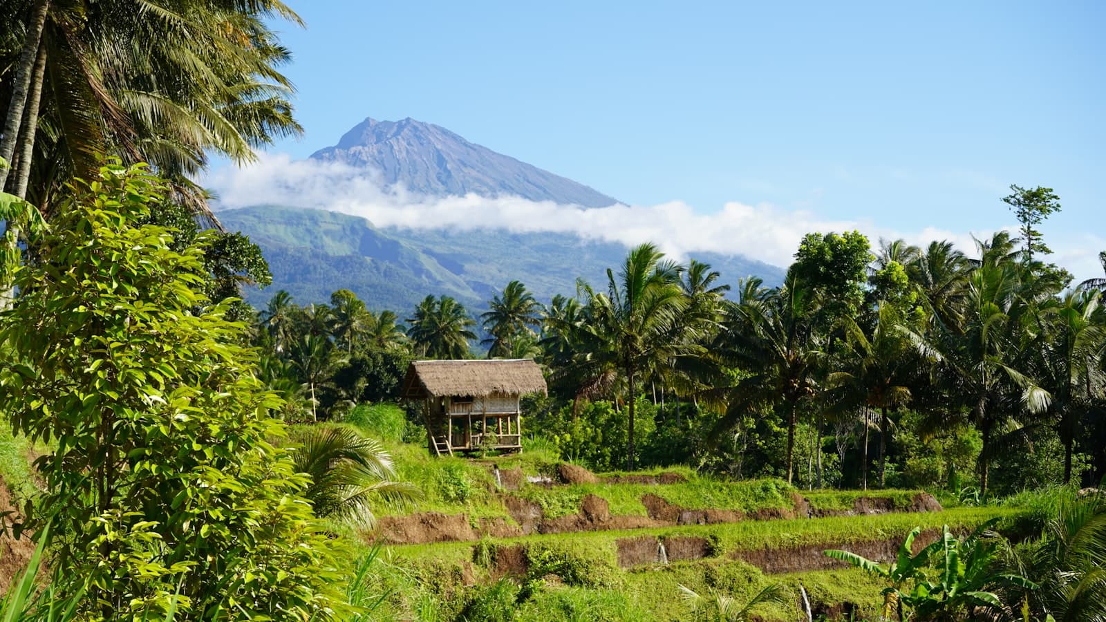 Tetebatu — Lush rice fields with a majestic mountain in view.