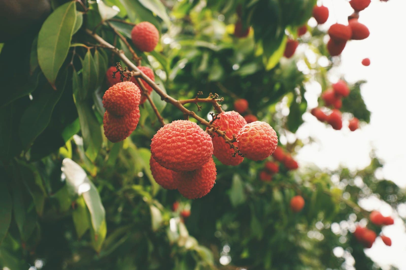 Thika — red round fruits on tree during daytime
