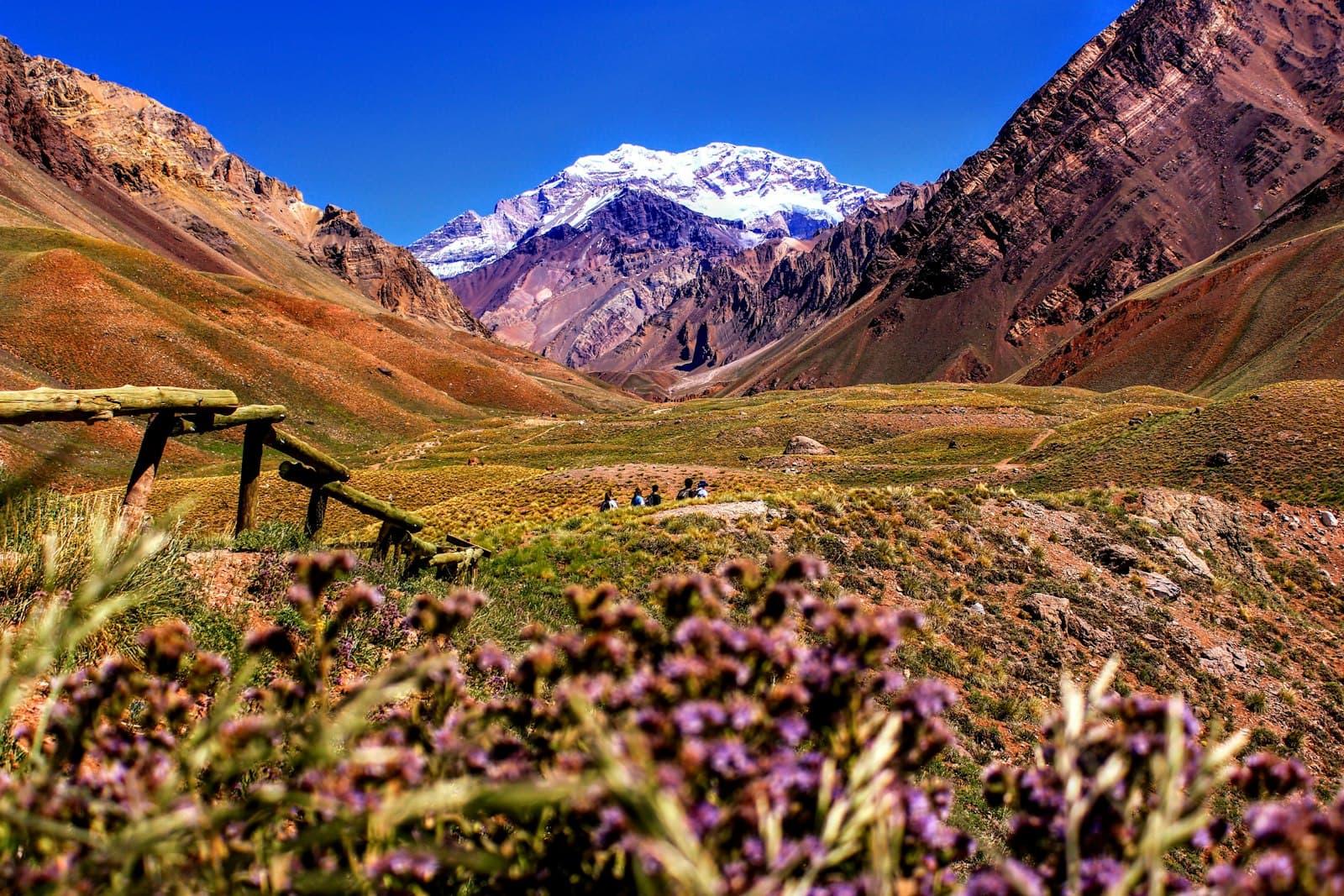 Tilcara — purple-petaled flowers near mountain during daytime