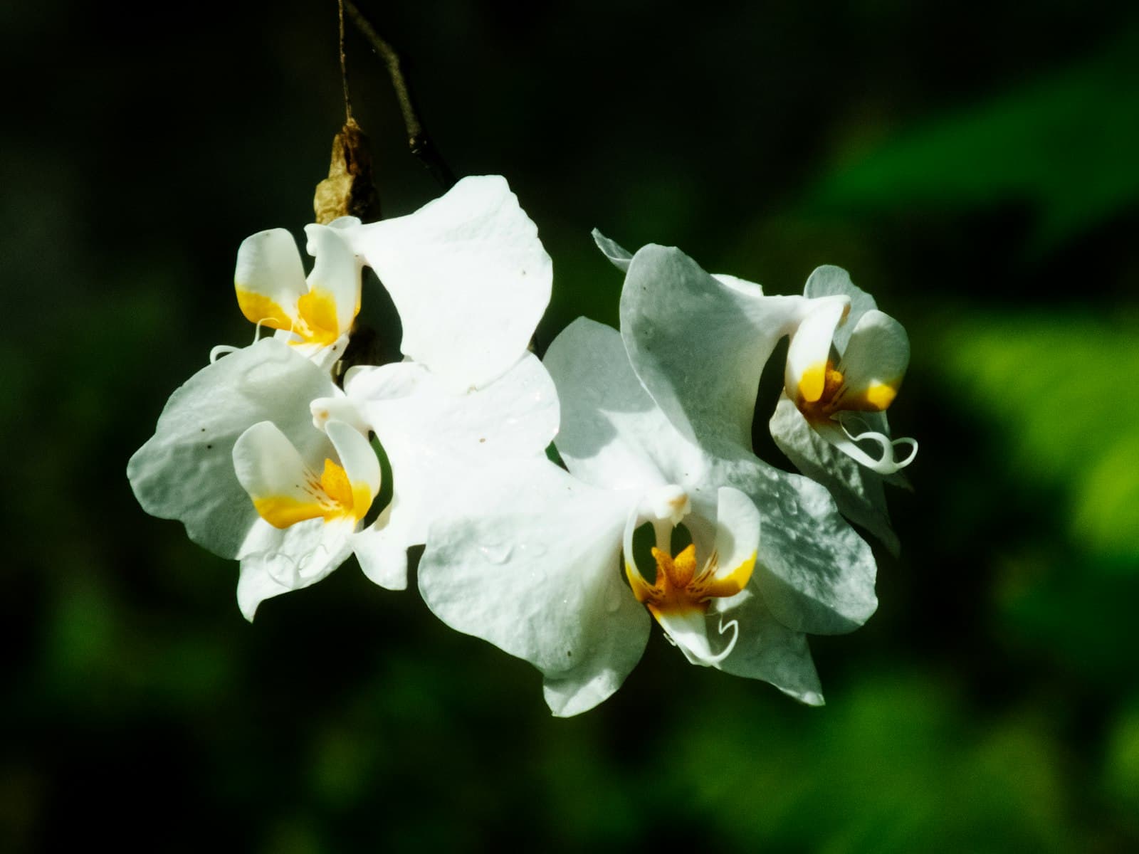 Tomohon — White orchids bloom beautifully against a dark background.