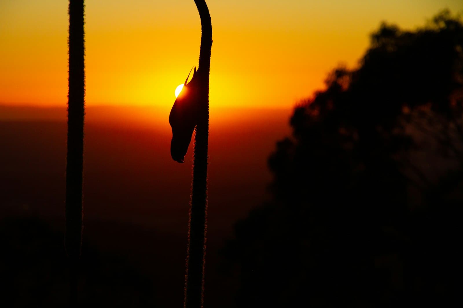 Toowoomba — silhouette of a person holding a rope during sunset