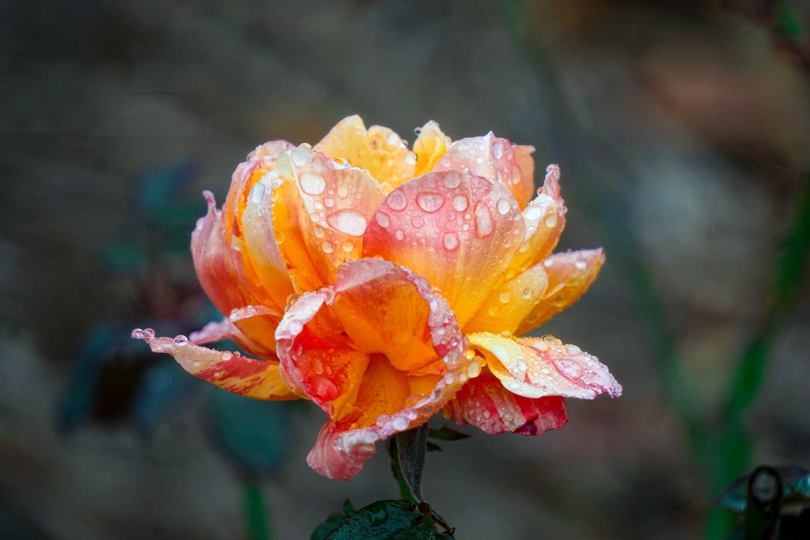Toowoomba — yellow flower in tilt shift lens