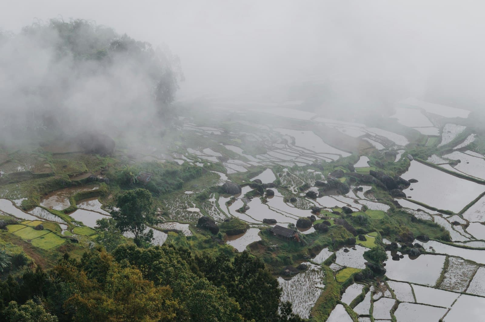 Toraja — an aerial view of a rice field in the mountains