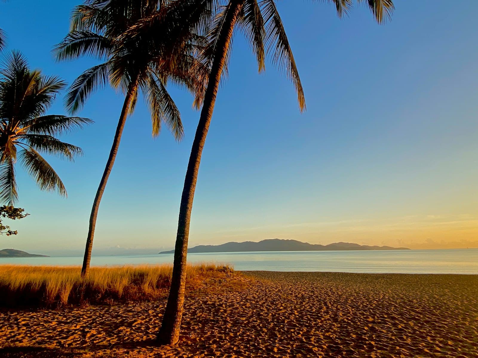 Townsville — Two palm trees on a beach with the ocean in the background