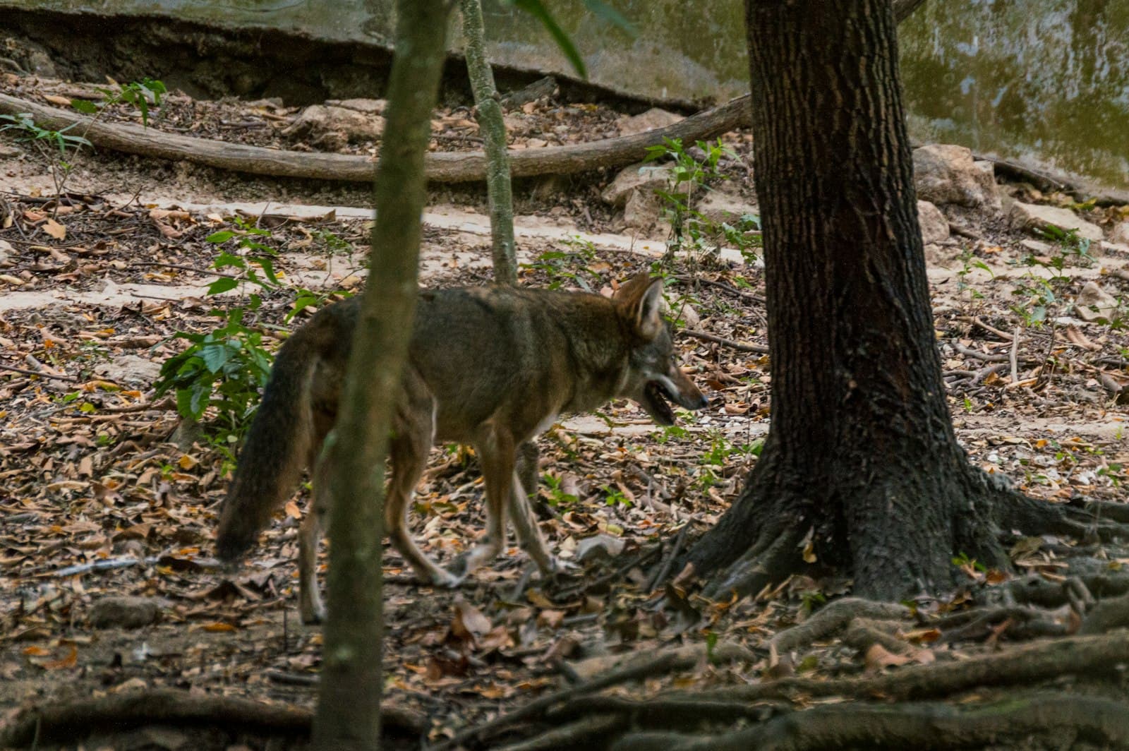 Tuxtla Gutiérrez — brown and black wolf on forest during daytime
